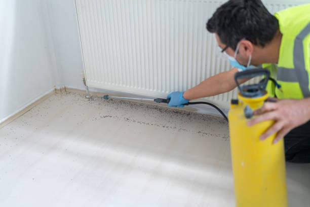 Best Wasp Removal Services  in Woodland, CA
