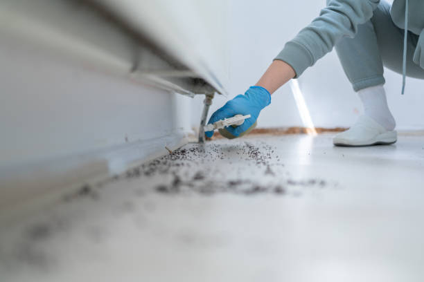 Wasp Removal Services in Woodland, CA